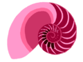 Nautilus shell.png